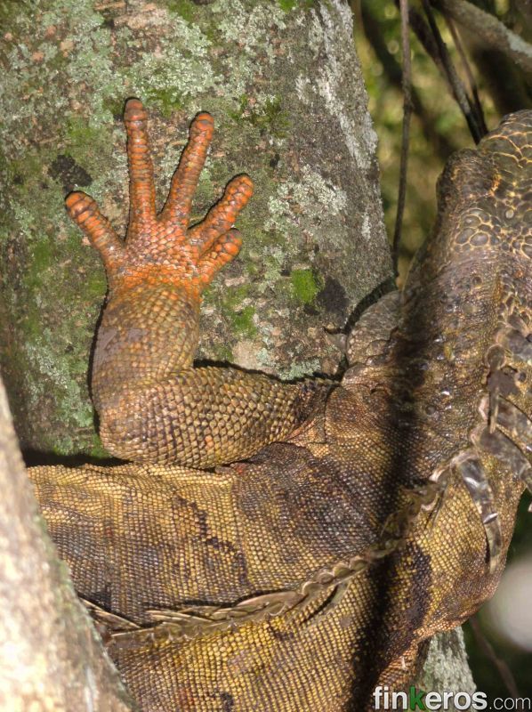 vendo 170 fanegadas chinauta  - Finca en Fusagasugá (Chinauta), Cundinamarca